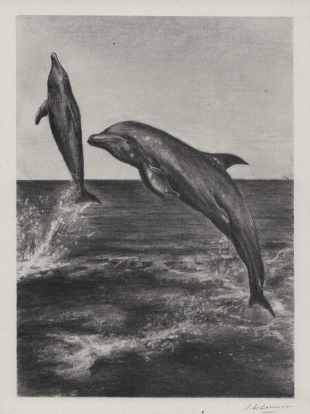 DEUX DAUPHINS