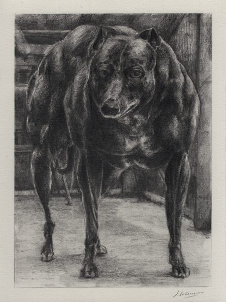 CHIEN DE BAGARRE